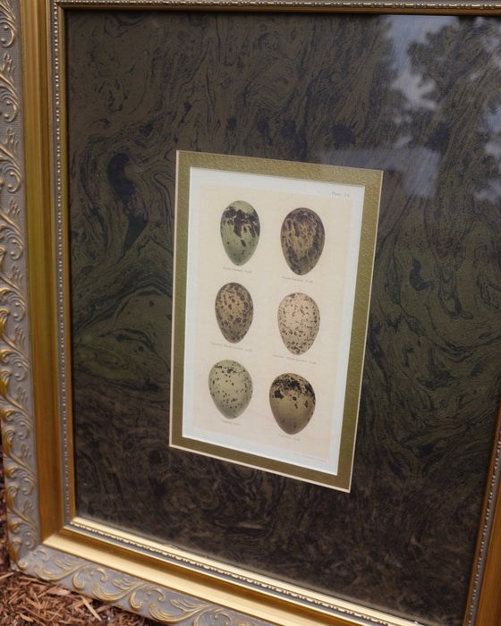 Egg Prints in Gilt Frames with Marbleized Matting