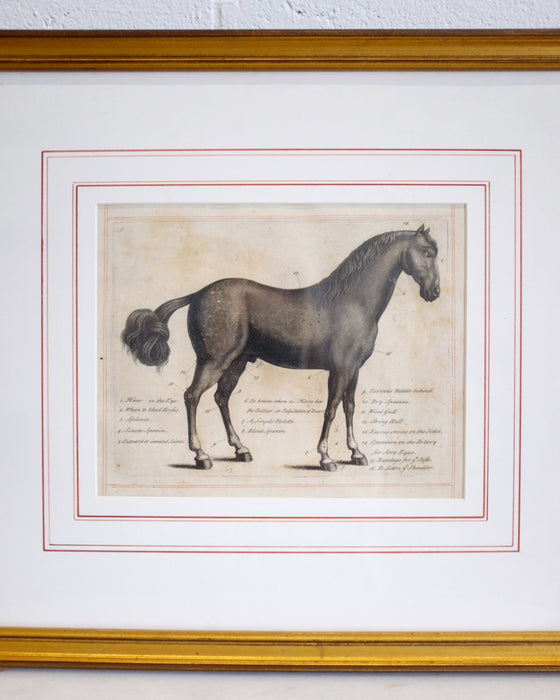Horse Anatomy Print in Gold Frame