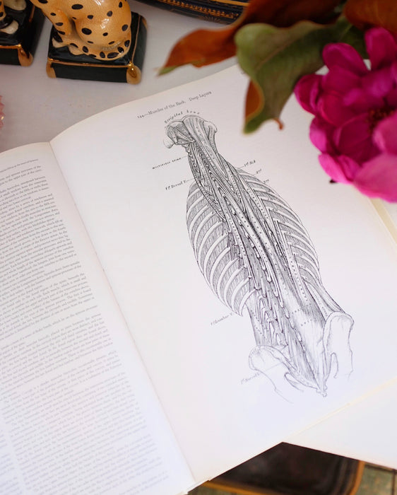 Gray’s Anatomy Coffee Table Book