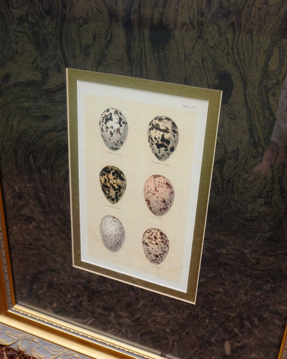 Egg Prints in Gilt Frames with Marbleized Matting