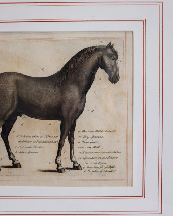 Horse Anatomy Print in Gold Frame